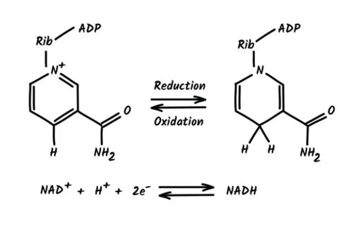 The mechanism by which NAD+ works